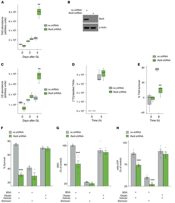 NF-κB inhibition impairs oxidative FFA metabolism and CRC cell survival ...