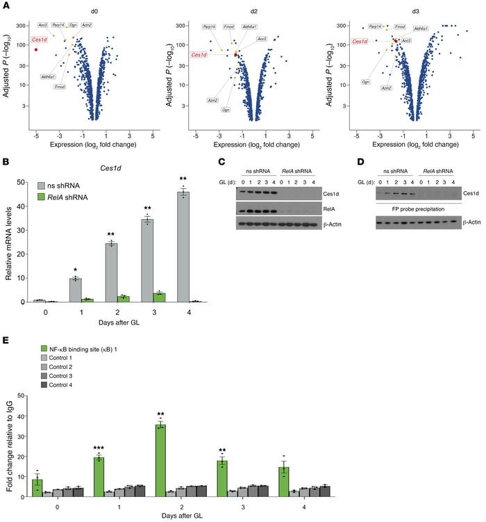 
Ces1d is a direct transcriptional target of NF-κB and one of the top 7 ...