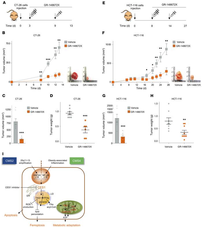 Pharmacologic Ces1d/CES1 inhibition counters CRC tumorigenesis in vivo.
...
