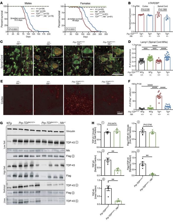 Genetic reduction of Nlk improves survival and pathology in TDP-43 mice....