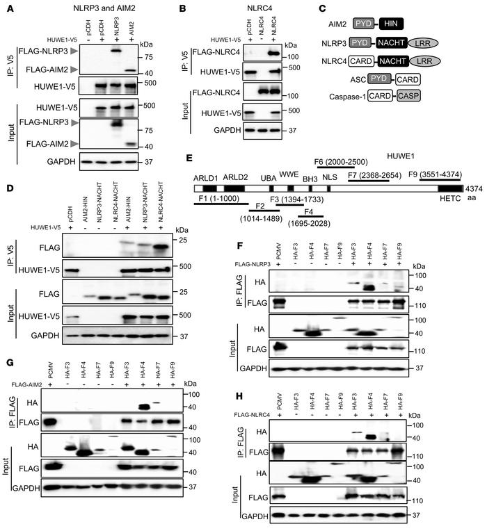 HUWE1 interacts with NLRP3, AIM2, and NLRC4.
(A and B) Immunoblot analys...