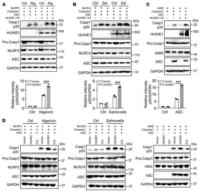 HUWE1 increases NLRP3, AIM2, and NLRC4 inflammasome activation in 293T c...