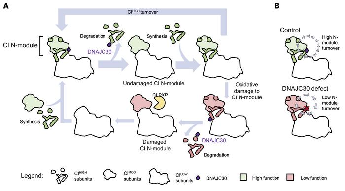 Schematic representation of the proposed role of DNAJC30 in complex I re...