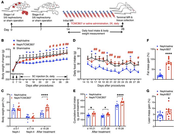 JCI - Melanocortin-4 receptor antagonist TCMCB07 ameliorates cancer ...