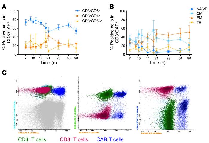 Postinfusion immunophenotype and kinetic of CAR T cells.
(A) Percentages...