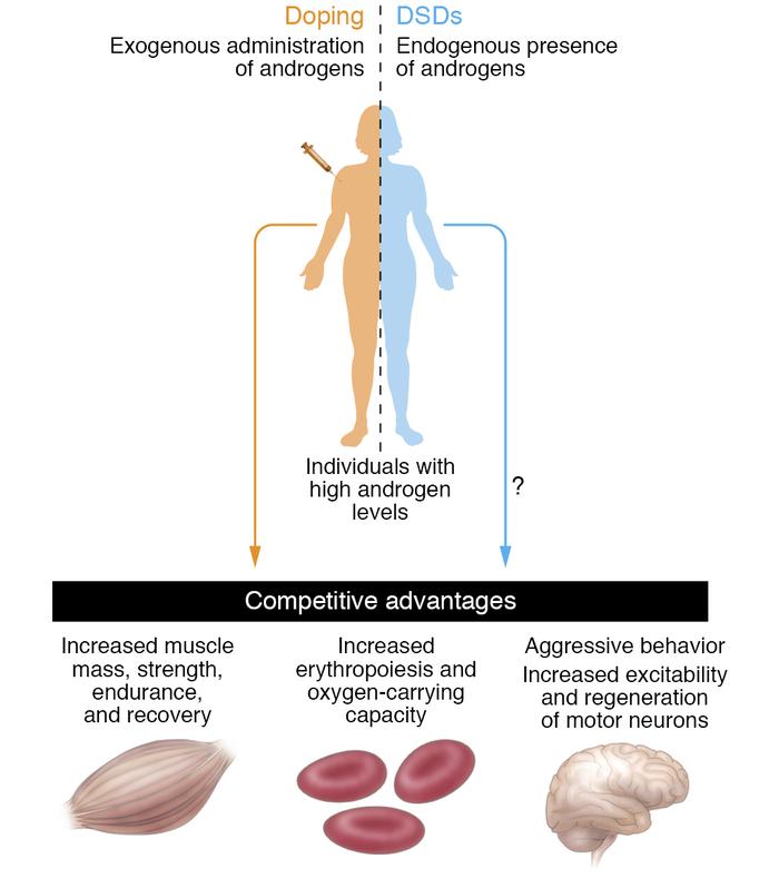 Anabolic effects of testosterone.
The anabolic effects of testosterone o...