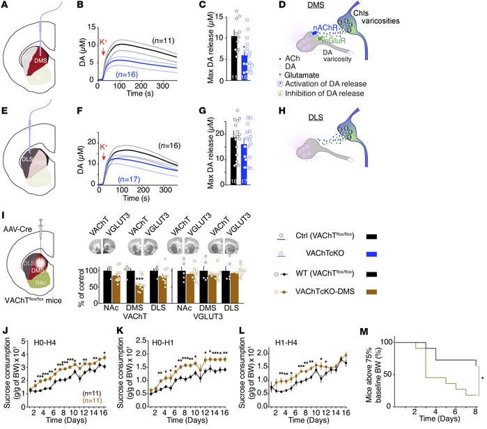 VAChT in the dorsomedial striatum regulates dopamine efflux and maladapt...