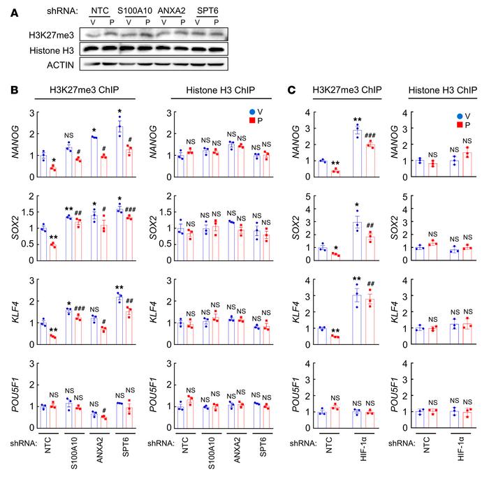 S100A10-ANXA2-SPT6 decreases H3K27me3 chromatin marks.
(A) MDA-MB-231 su...