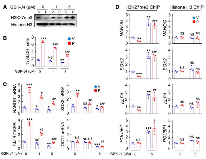 Pharmacological inhibition of KDM6A blocks paclitaxel-induced pluripoten...