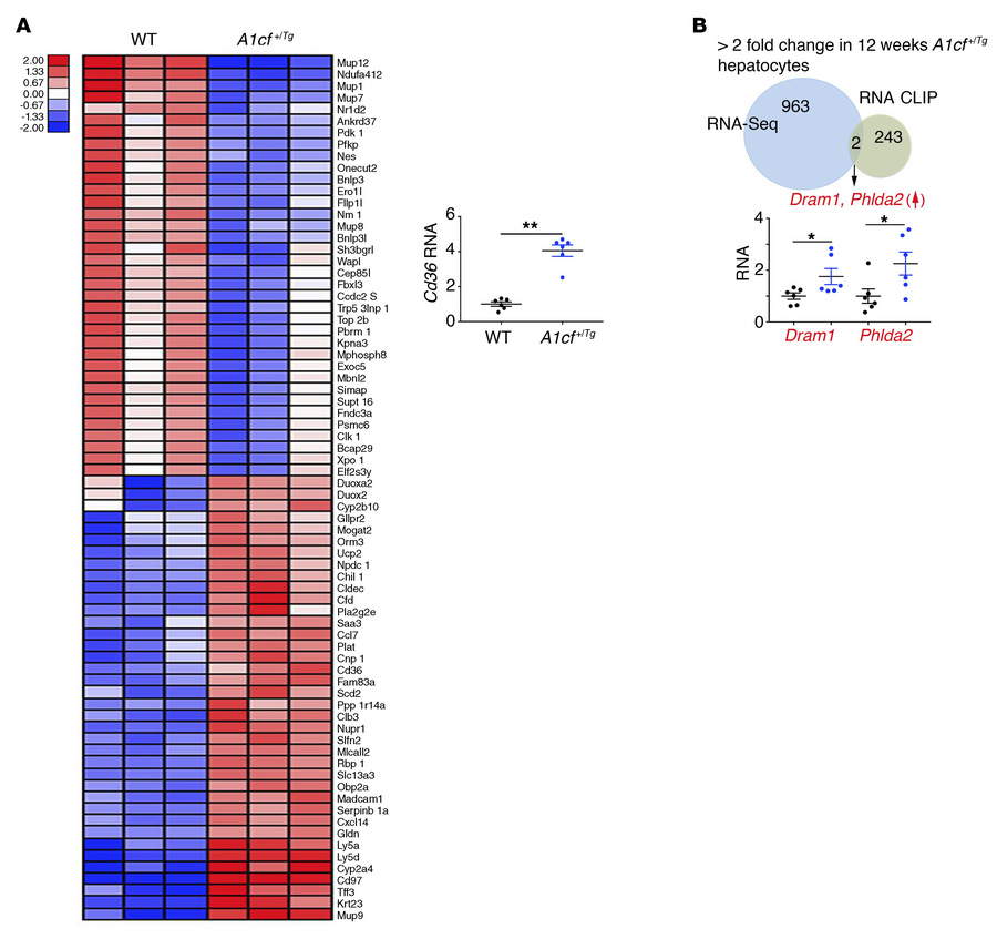 Differentially expressed genes in primary hepatocytes from young A1cf+/T...