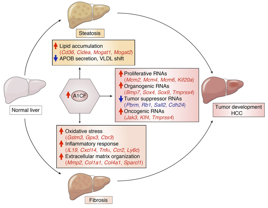 Schematic summary of findings with an integrated mechanism for A1CF-indu...