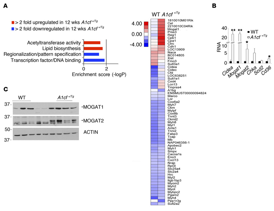 Hepatic enrichment in genes involved in lipid biosynthesis in A1cf+/Tg m...