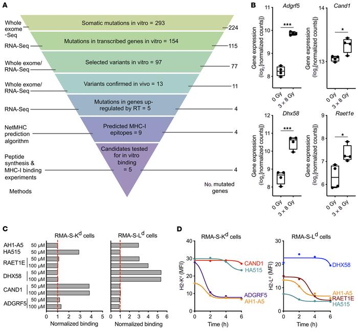 Prediction and in vitro validation of MHC-I neoepitopes upregulated by r...