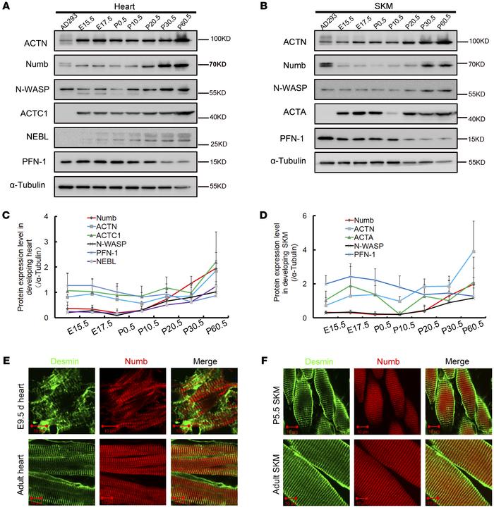 Numb is a sarcomeric molecule.
(A) Western blots for Numb and other ABPs...