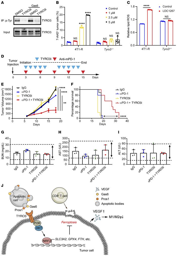 Inhibition of TYRO3 enhances ferroptosis and sensitizes resistant tumors...