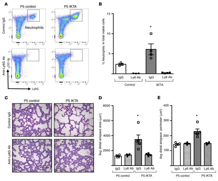 Neutrophil depletion rescues lung development in saccular-stage lungs wi...
