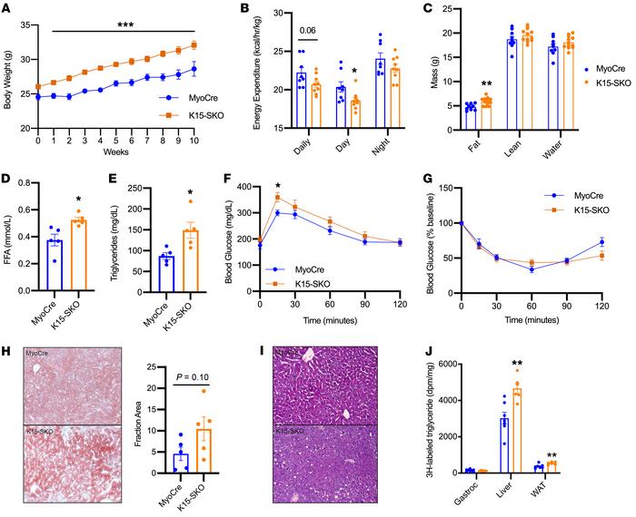 Skeletal muscle KLF15 regulates systemic metabolic homeostasis.
(A) Body...