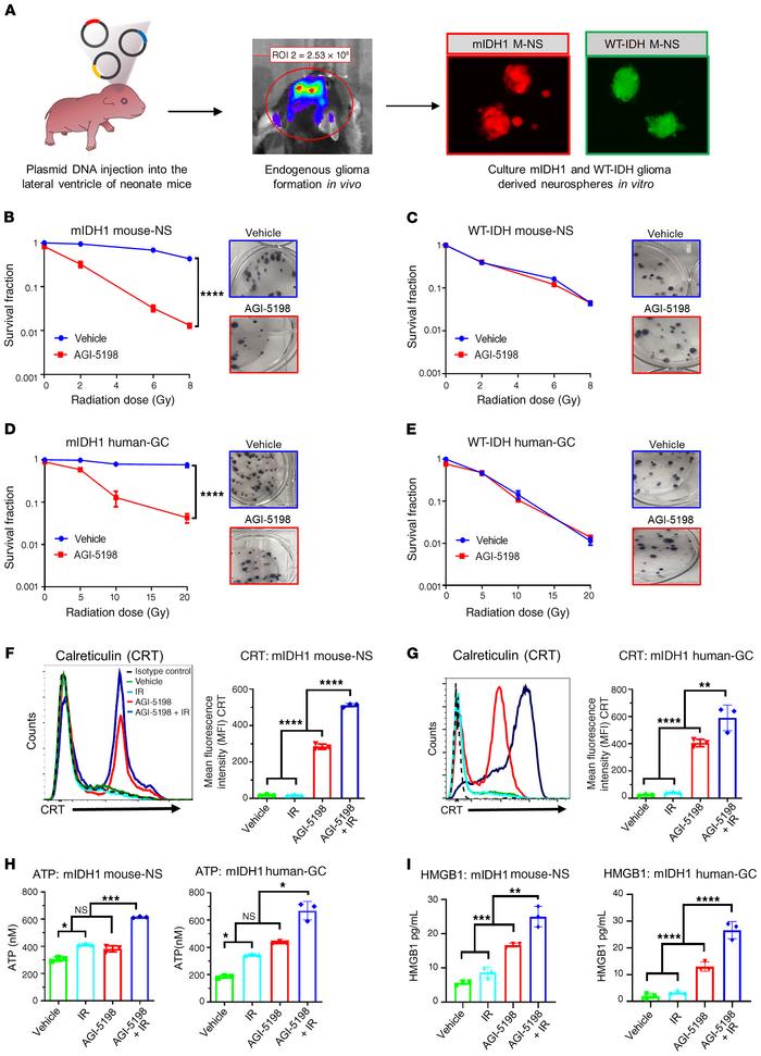 IDH1-R132H inhibition in mIDH1 mouse-NSs and human-GCs confers radiosens...