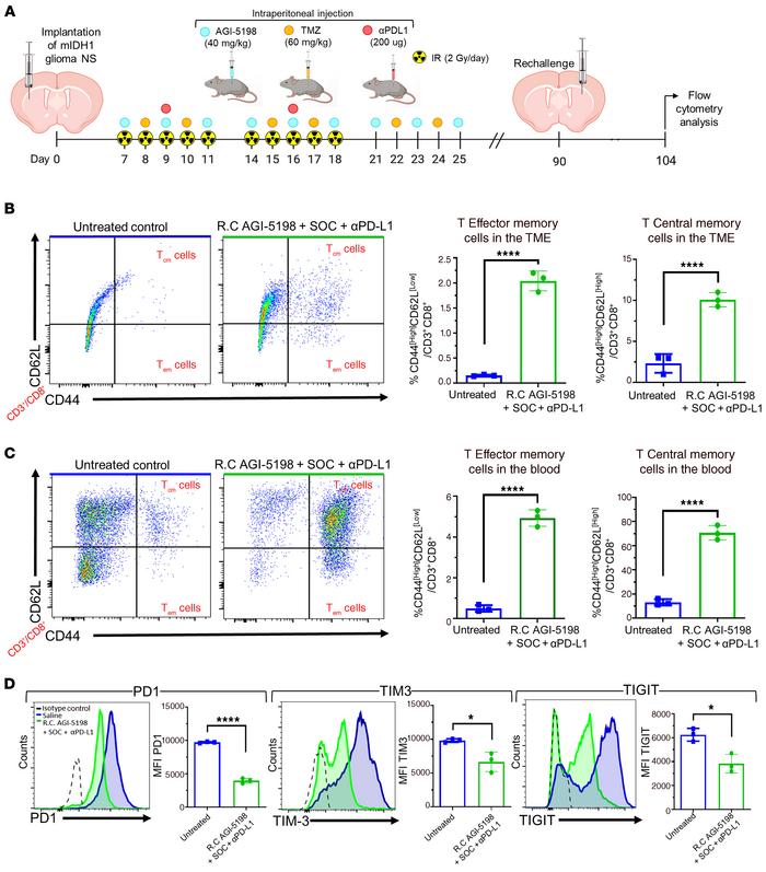 Inhibition of IDH1-R132H in combination with SOC and αPD-L1 induces CD8+...