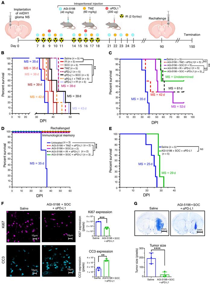 Inhibition of IDH1-R132H in combination with SOC and αPD-L1 exhibits enh...