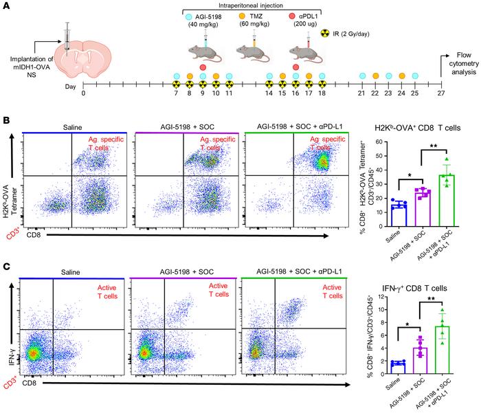 Inhibition of IDH1-R132H in combination with SOC and αPD-L1 induces tumo...