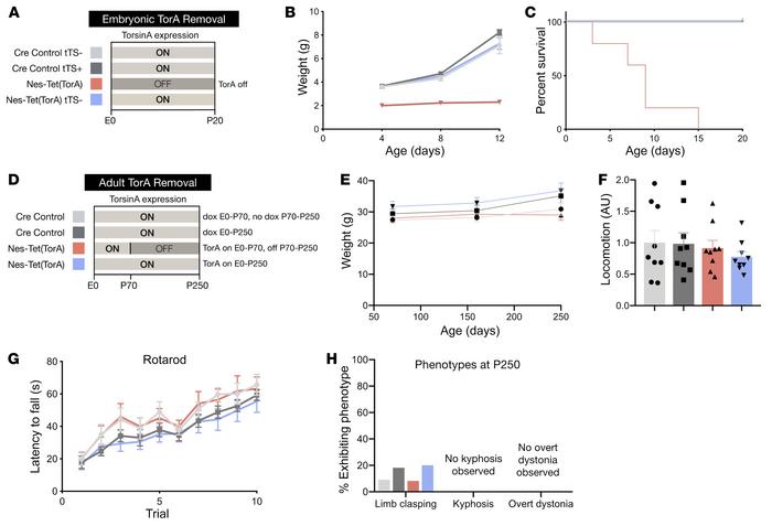 Whole CNS torsinA depletion causes abnormal twisting behavior only when ...