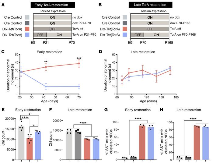 TorsinA restoration is uniquely effective during a neurodevelopmental th...