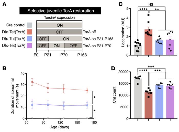 TorsinA expression is not required after P70 to maintain early therapeut...