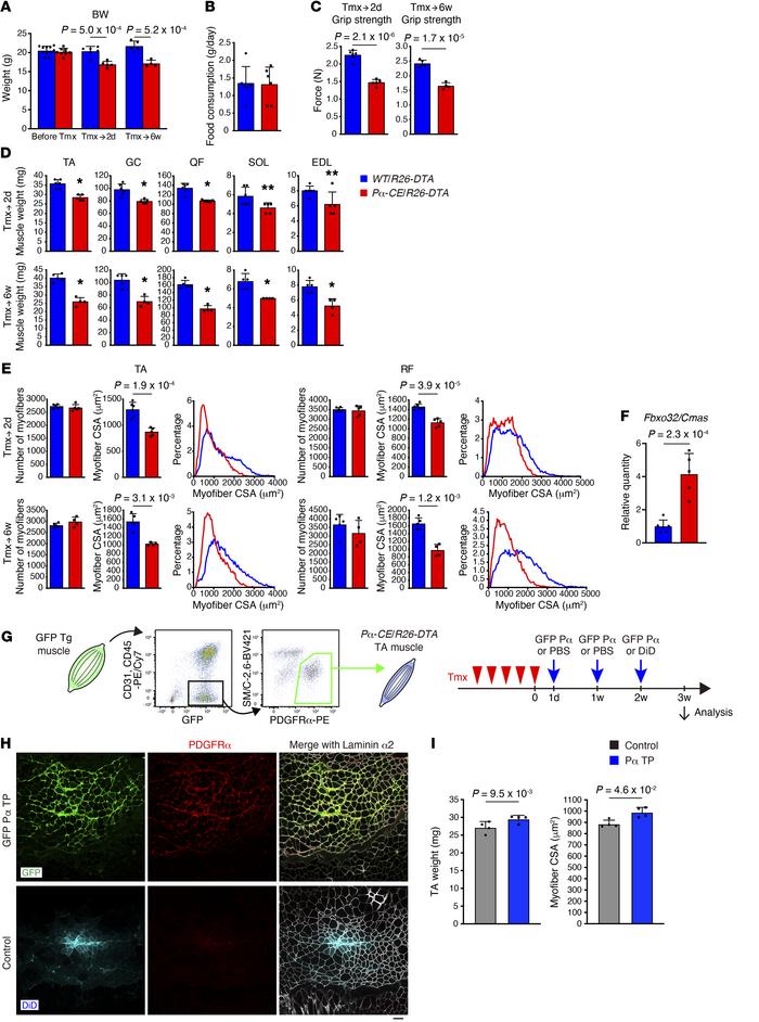 Mesenchymal progenitor depletion leads to muscle weakness and atrophy.
(...