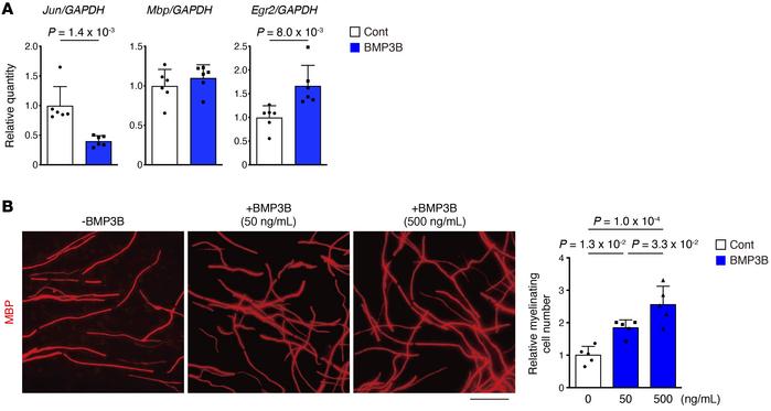 BMP3B stabilizes Schwann cell characteristics.
(A) Expression of Schwann...