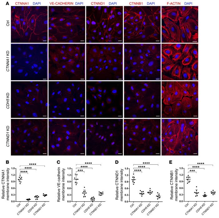 CTNNA1, CDH5, and CTNND1 are essential for the integrity of the cadherin...