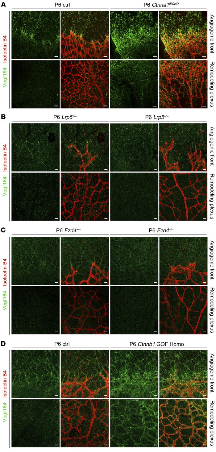 VEGFA distribution in Ctnna1 endothelial conditional KO, Lrp5-KO, Fzd4-K...