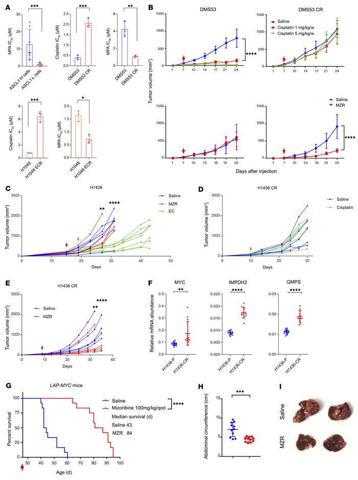 IMPDH dependence is a generalizable metabolic liability in MYC-driven tu...