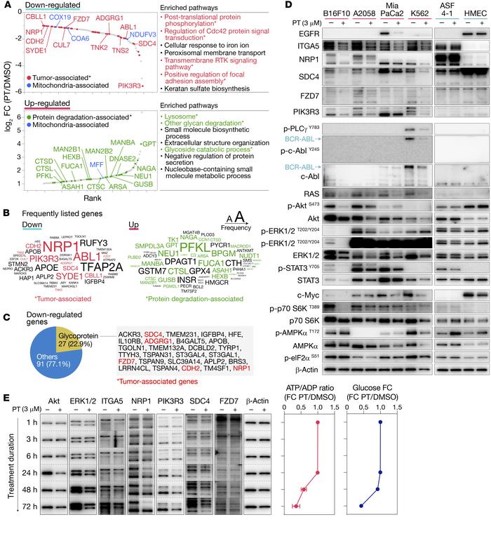 Petasin treatment downregulates oncoproteins and upregulates protein-deg...