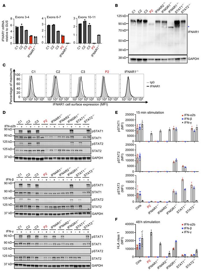 Patient SV40-fibroblasts express a truncated IFNAR1 and do not respond t...