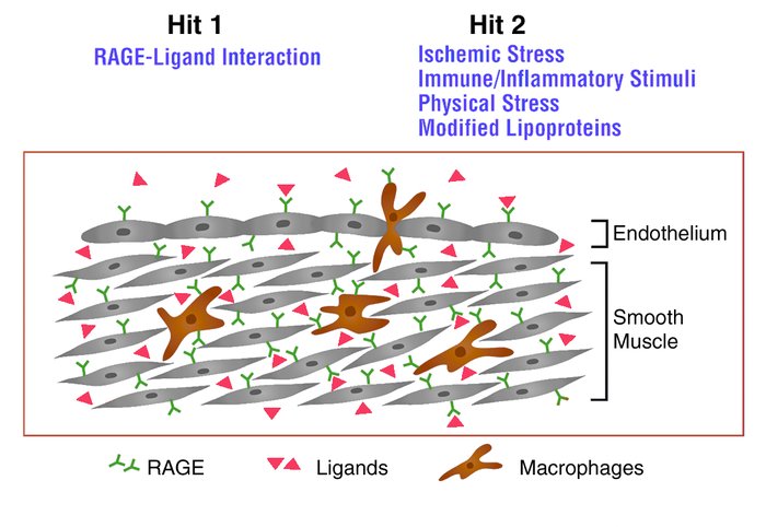 Schematic depiction of a two-hit model of vascular perturbation mediated...