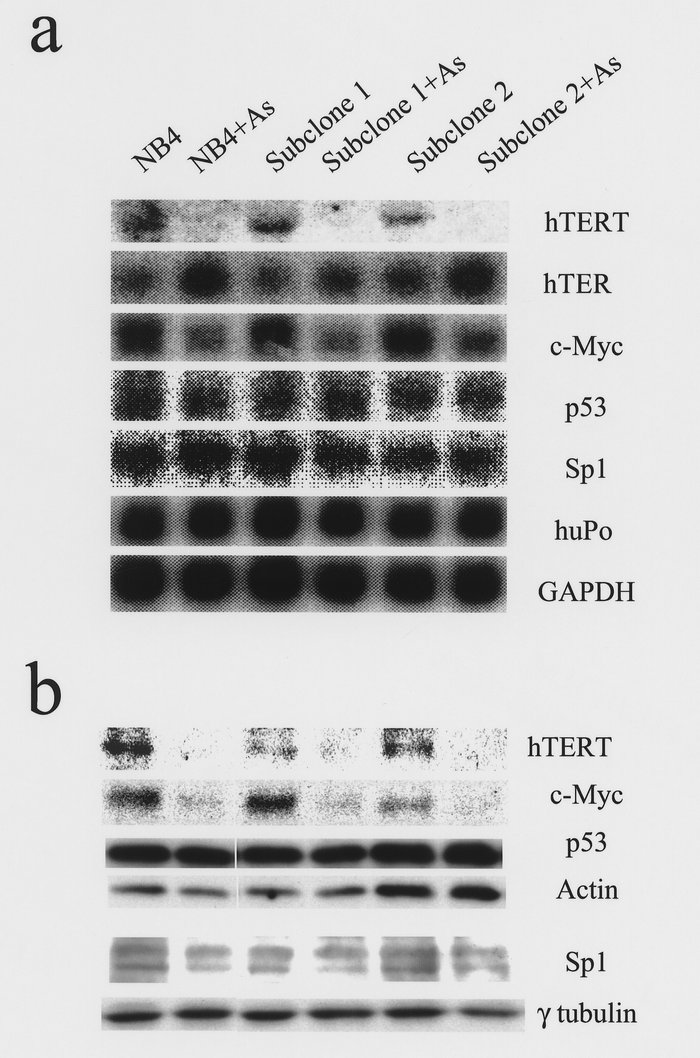 mRNA and protein levels of hTERT, hTER, c-myc, p53, and Sp1 in NB4 cells...