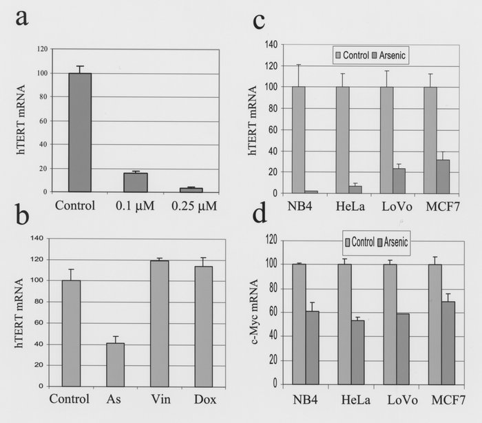 Arsenic specifically suppresses hTERT mRNA levels independent of cell ty...