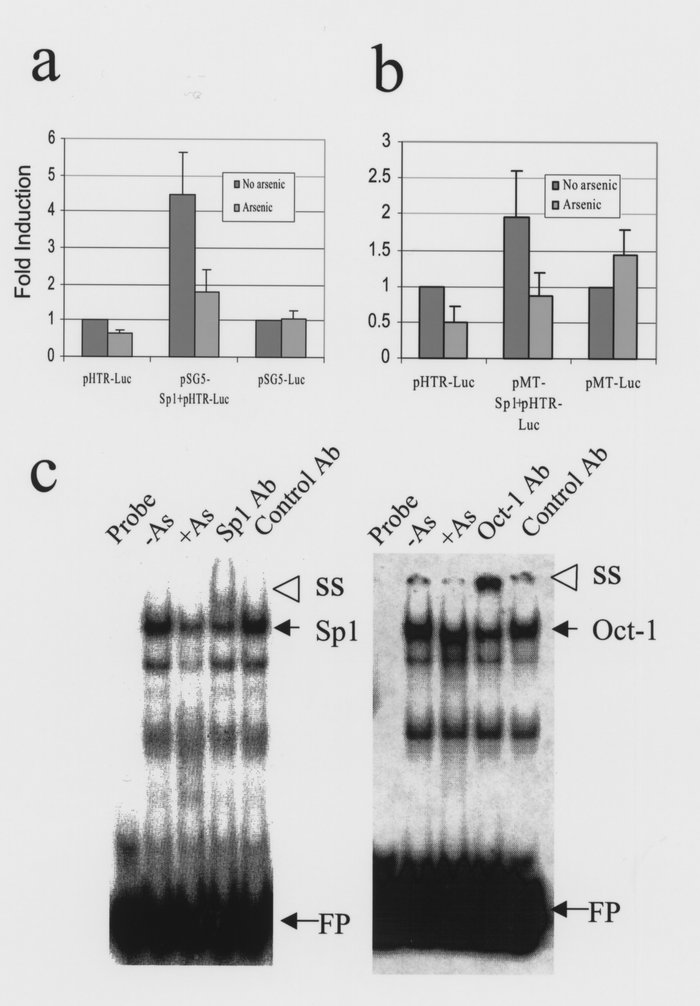 Arsenic inhibits Sp1 function in hTERT transcription. (a) Cotransfection...