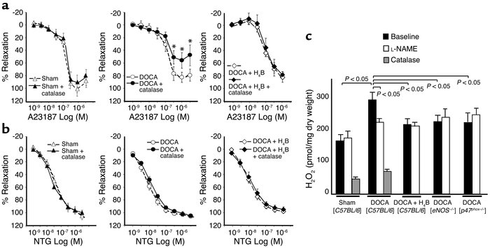Endothelium-dependent vascular relaxation in DOCA-salt hypertension: rol...