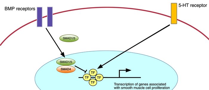 Hypothetical interaction between the pathways regulated by the bone morp...