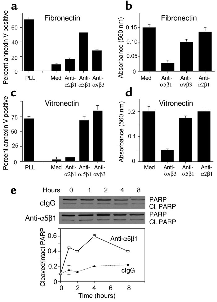 Unligated integrin α5β1 regulates endothelial cell survival. HUVECs were...