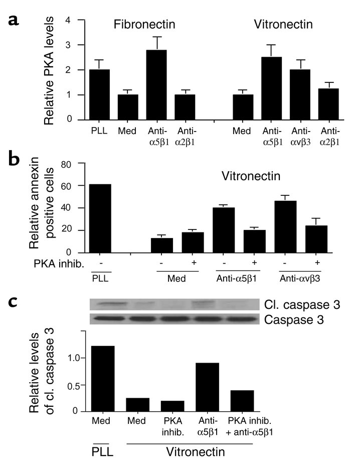 Unligated α5β1-mediated death is PKA dependent. (a) PKA activity was mea...