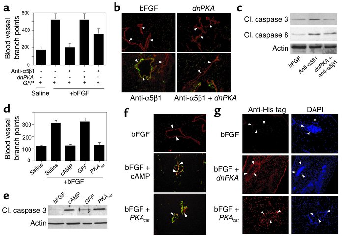 PKA inhibits angiogenesis by inducing apoptosis. (a) CAMs stimulated wit...