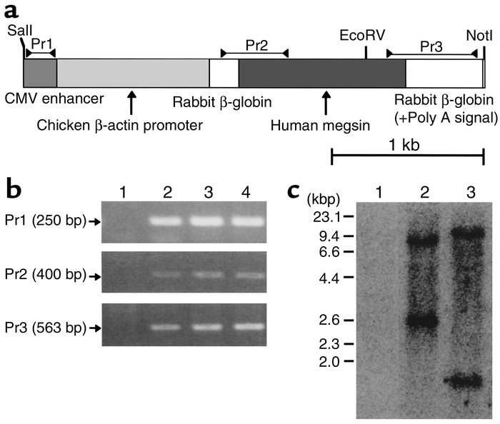 Generation and characterization of human megsin transgenic mice. (a) Meg...