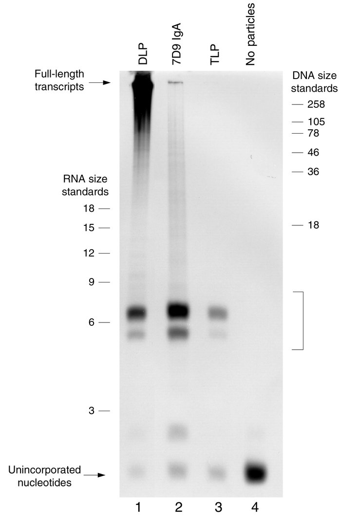 Denaturing PAGE analysis of transcription products in the native DLP (la...