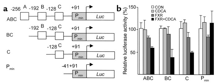 Bile acids downregulate human apoA-I promoter activity by FXR acting on ...