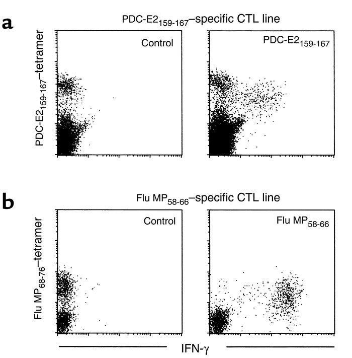 Antigen specificity of IFN-γ production by CD8+ T cells for PDC-E2 autoa...