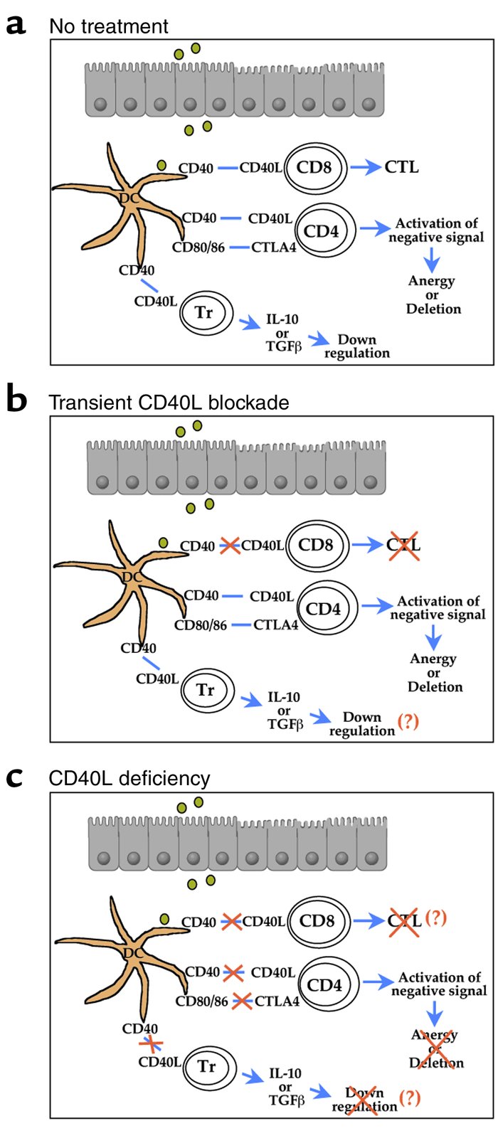 Models for the effects on mucosally induced tolerance of perturbing the ...