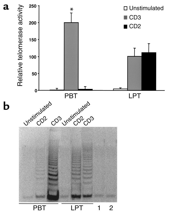 Telomerase activity of CD3- and CD2-activated PBTs and LPTs. (a) In PBTs...